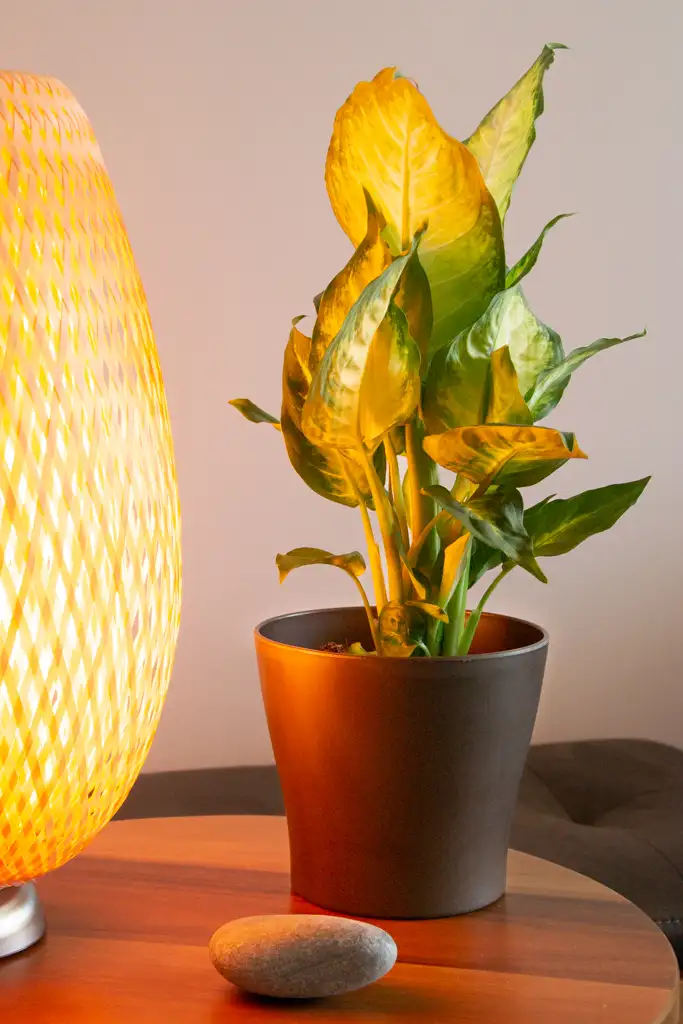 Plant in pot en gele lamp bij Izmir Exhibition Centre
